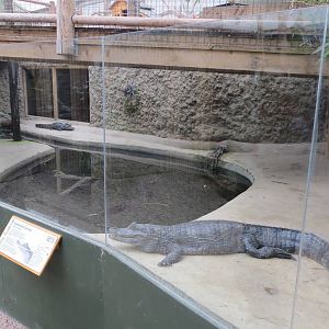 Spectacled Caimans 070515