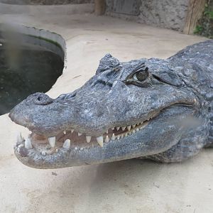 Spectacled Caiman 070515