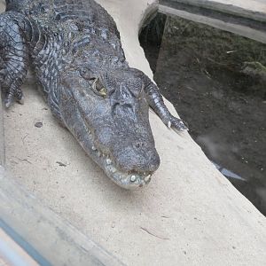 Spectacled Caiman 070515