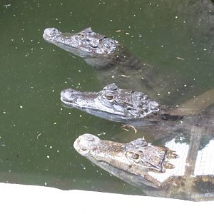 Spectacled Caimans 070515