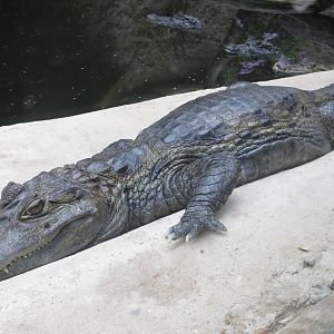 Spectacled Caiman 070515