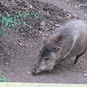 Collared Peccary 070515