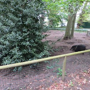 Peccary Enclosure 070515
