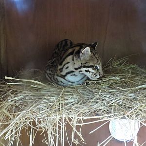 Ocelot 070515