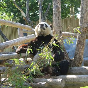 Giant Panda