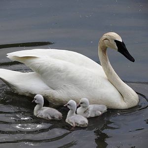 Trumpeter Swan