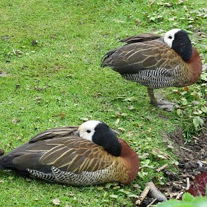 White-faced Whistling Ducks 090515
