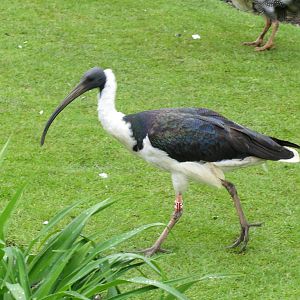 Straw-necked Ibis 090515