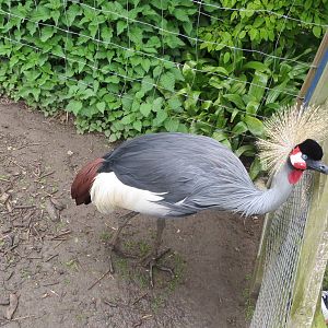 Grey Crowned Crane 090515