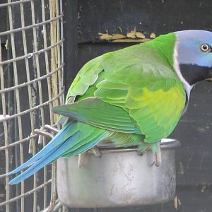Derbyan Parakeet 090515