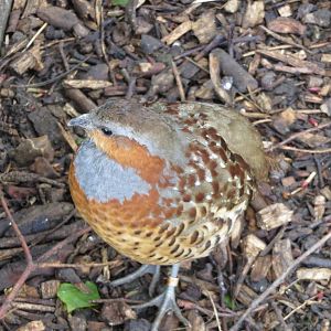 Chinese Bamboo Partridge 090515