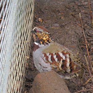 Ricketts Hill Partridge 090515
