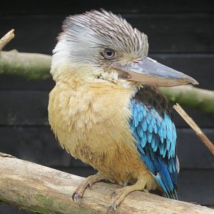 Blue-winged Kookaburra 090515