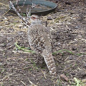 Cheer Pheasant 090515