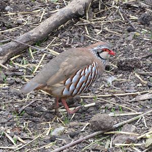 Red-legged Partridge 090515