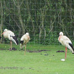 European White Storks 090515