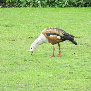 Orinoco Goose 090515