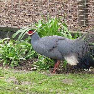 Blue-eared Pheasant 090515
