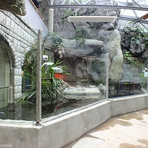 Spectacled Caiman Enclosure in the Cold Blooded Animals Pavilion