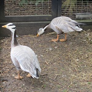 Bar-headed Geese 090515