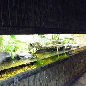 Enclosure for Spanish-ribbed Newts in the Cold Blooded Animals Pavilion
