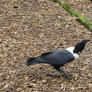 Pied Crow 090515