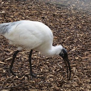 Black-headed Ibis 090515