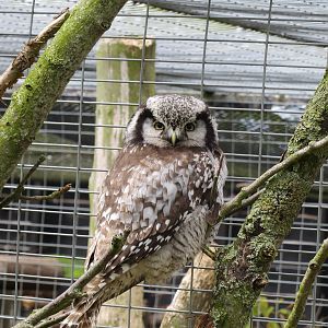Northern Hawk Owl 090515