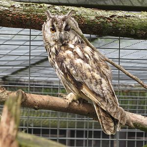 Long-eared Owl 090515