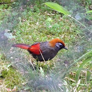 Red-tailed Laughingthrush