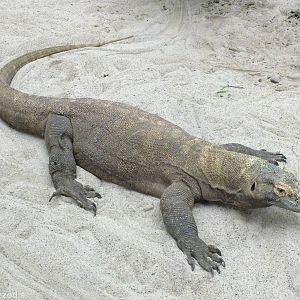 Komodo Dragon in Cold-blooded Animals Pavilion