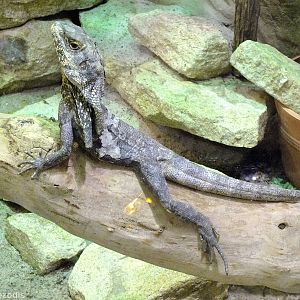 Frilled-necked Lizard in Cold-blooded Animals Pavilion