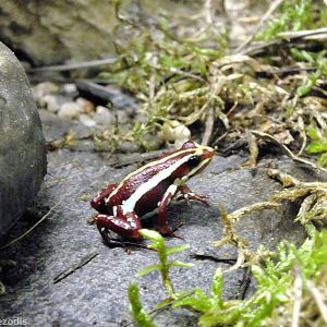 Phantasmal Poison Frog in Cold-blooded Animals Pavilion
