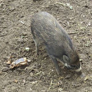 Visayan Warty Pig 090515