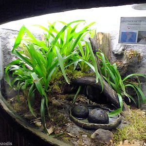 Enclosure for Phantasmal Poison Frogs in Cold-blooded Animals Pavilion