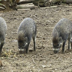 Visayan Warty Pigs 090515