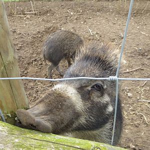 Visayan Warty Pig 060515