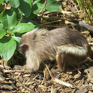 Black-tailed Marmoset 090515