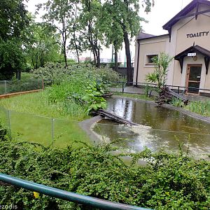 Red-eared Slider Pond with Toilets Behind