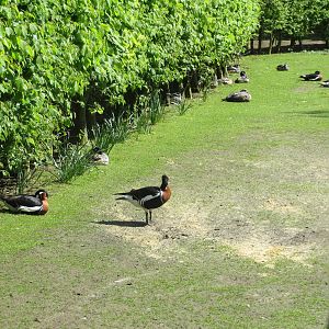 Freeroaming Waterfowl 090515