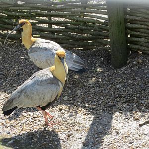 Black-faced Ibises 090515
