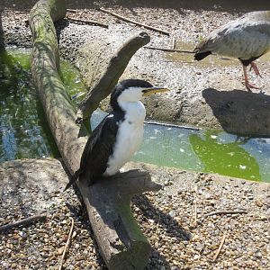Little Pied Cormorant 090515