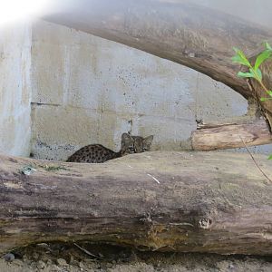 Geoffroys Cat 090515