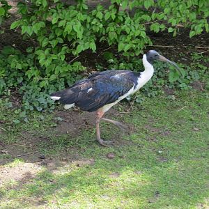Straw-necked Ibis 090515