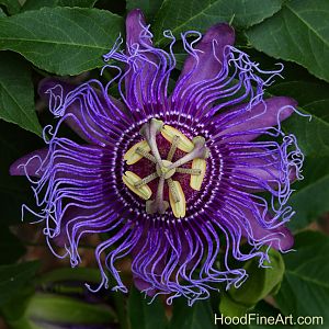 incense passion flower