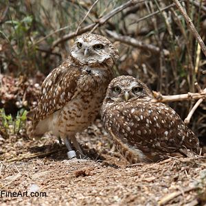 burrowing owls