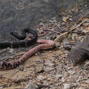 bird vs snake