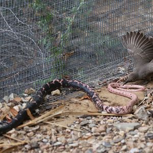 bird vs snake