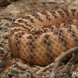 tiger rattlesnake