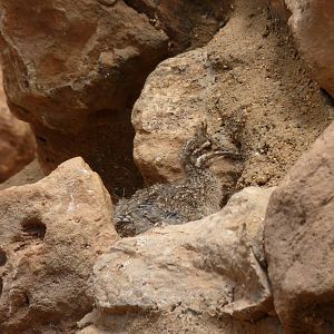 Elegant crested tinamou chick, 10 June 2015